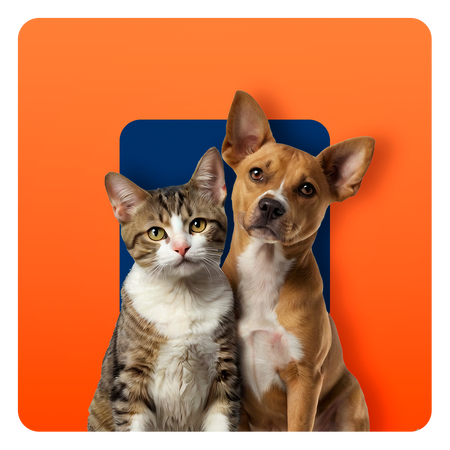Pets
